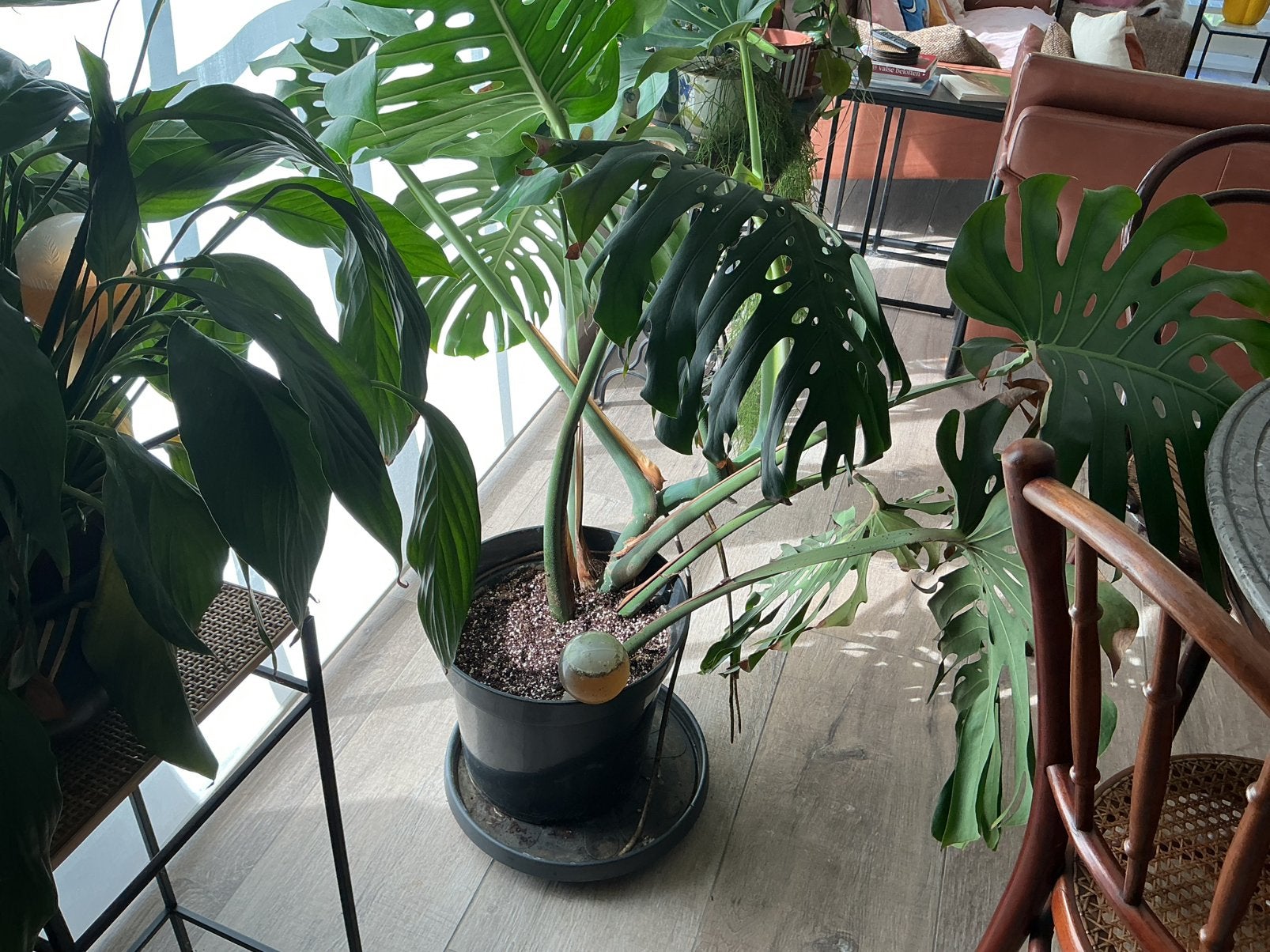 Mooie monstera met pot terwaarde van 41€ dus plant gratis, Tuin en Terras, Planten | Tuinplanten, Ophalen