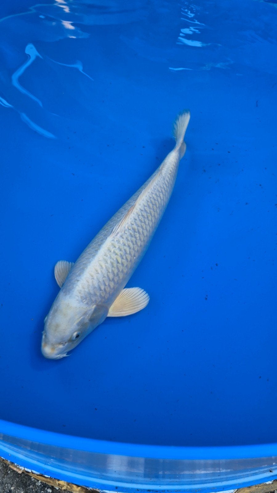 Platinum ogon, 2 jaar nisai, female, sakazume 55-5, Dieren en Toebehoren, Vissen | Vijvervissen, Karper of Koi