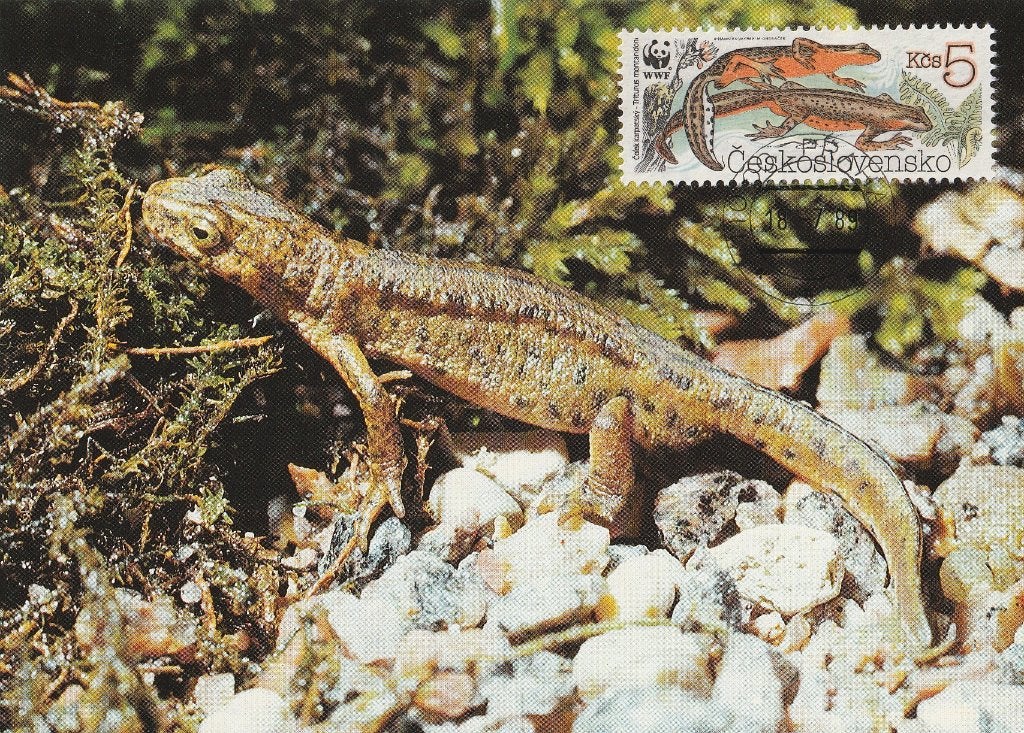 KARPATENSALAMANDER  WWF + echte postzegel op Voorzijde !, Collections, Cartes postales | Animaux, Envoi, 1980 à nos jours, Non affranchie