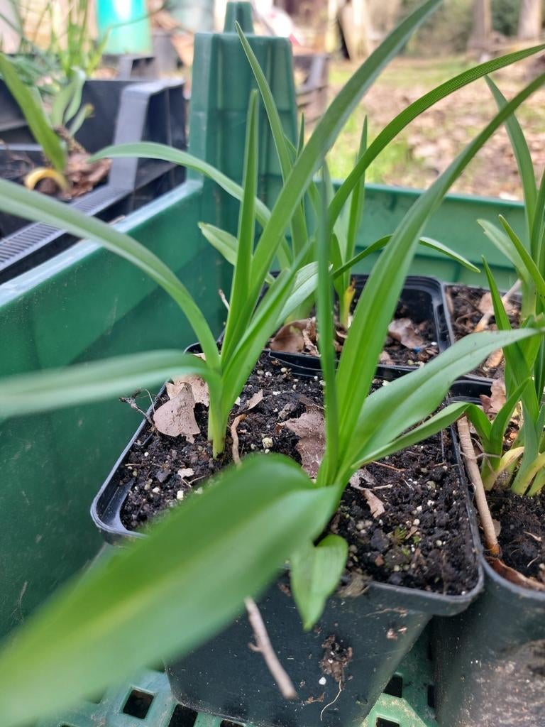 Daglelie ' Stella d'oro ' p9, Tuin en Terras, Ophalen