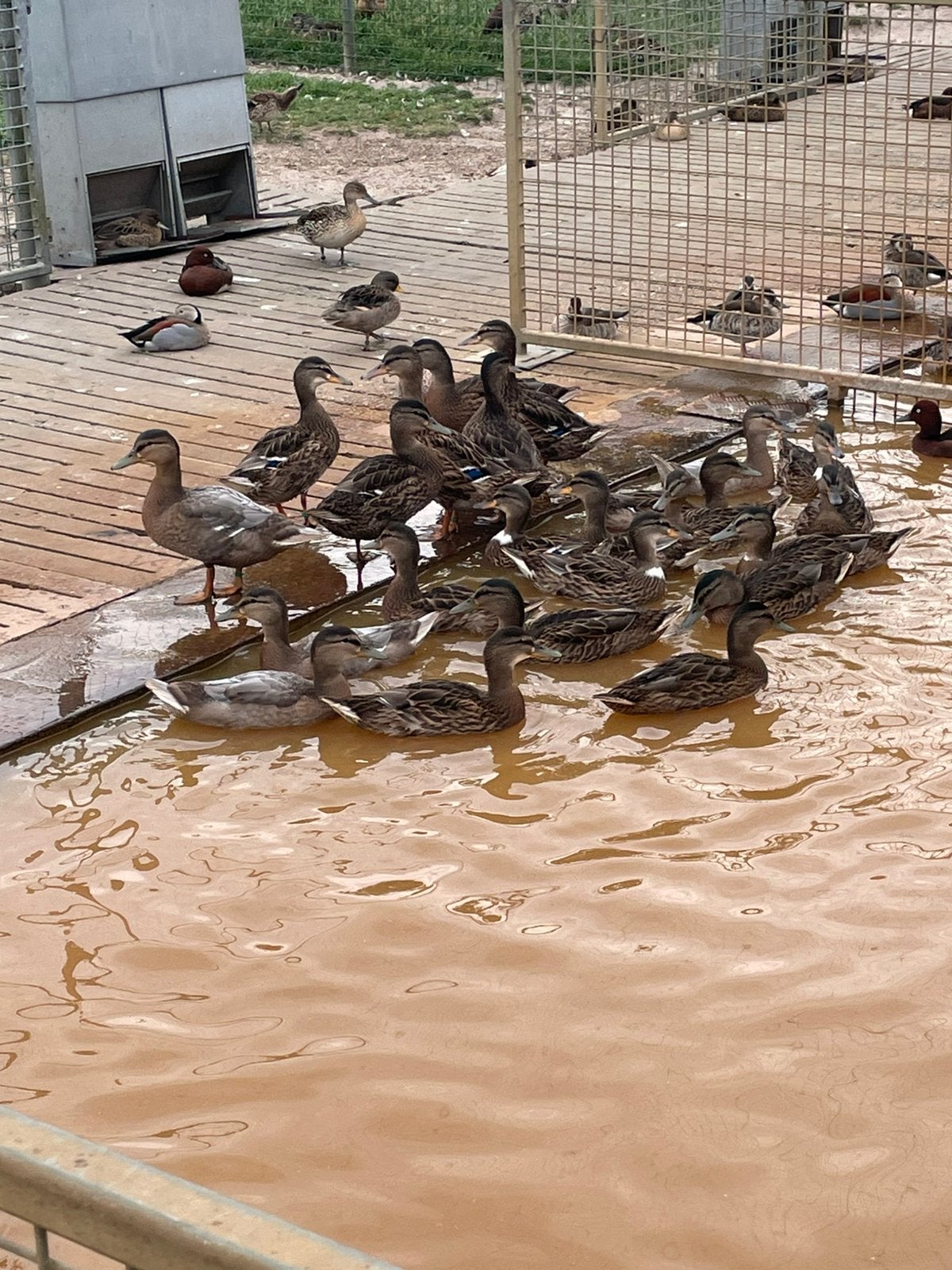 Wilde eend, Dieren en Toebehoren, Meerdere dieren, Eend