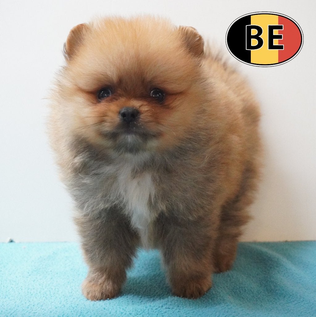 Dwergkeesjes te koop (Belgische pups), Dieren en Toebehoren, Parvo, België, 8 tot 15 weken, Meerdere