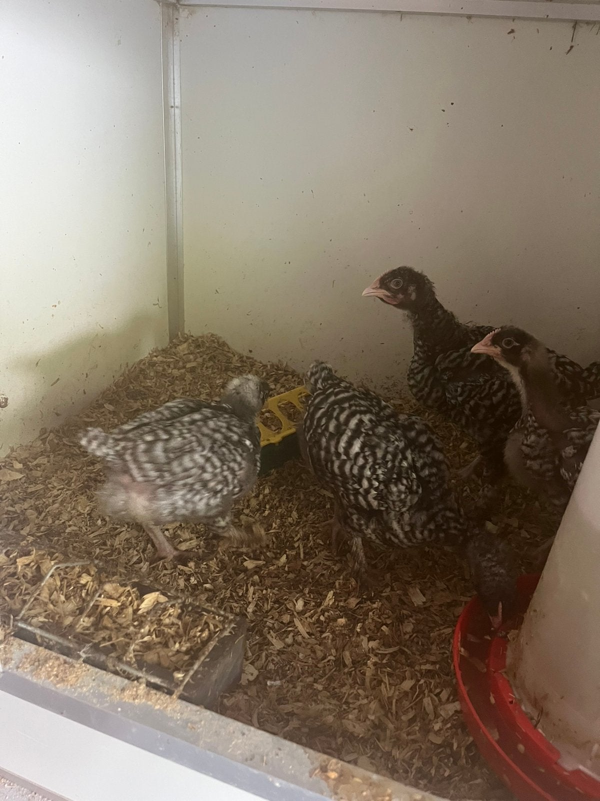 Vethaantjes mechelse koekoek, Dieren en Toebehoren