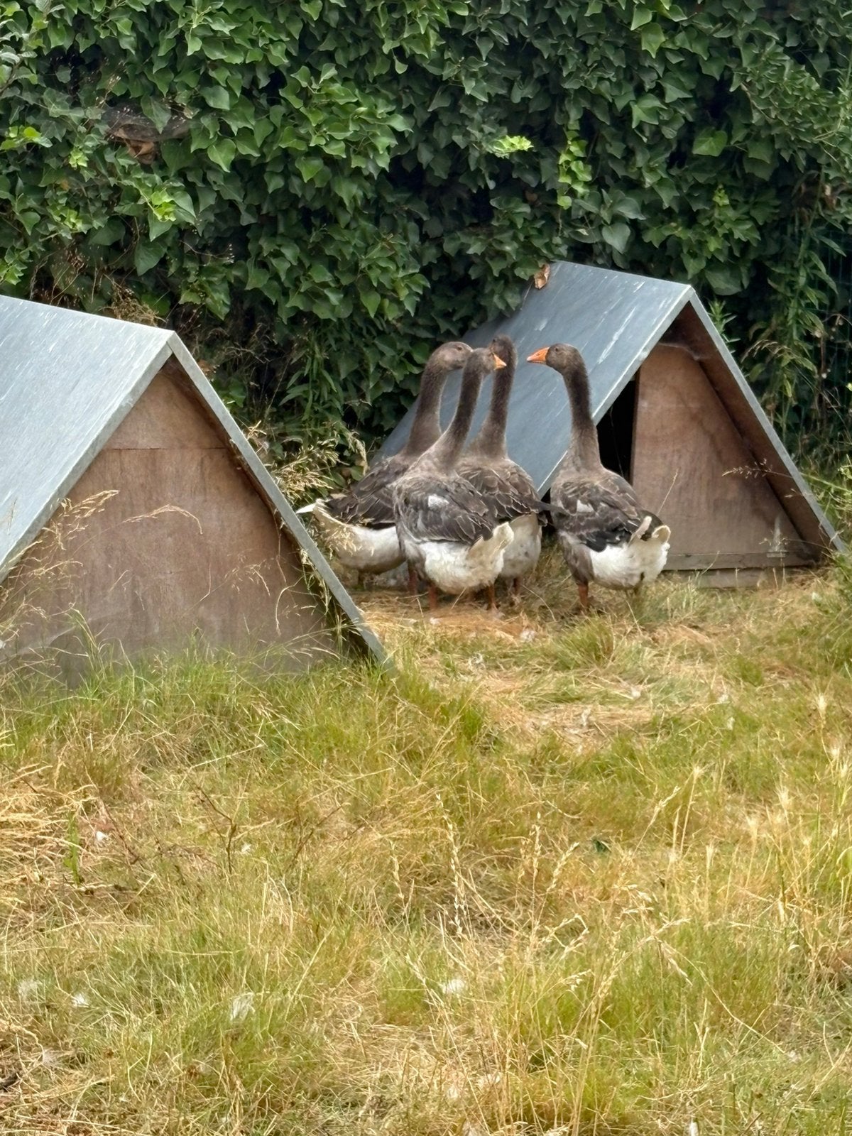 4 toulouse ganzen, Animaux & Accessoires, Animaux Autre, Juin, Sexe inconnu