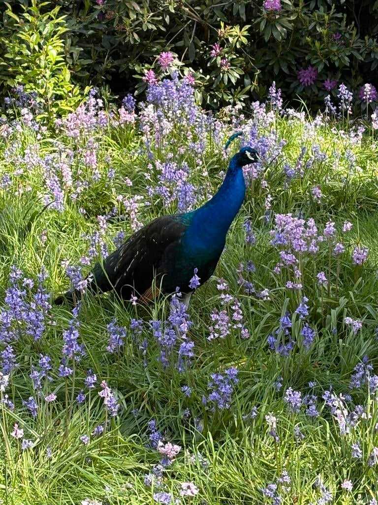 Pauwen, Dieren en Toebehoren, Meerdere dieren