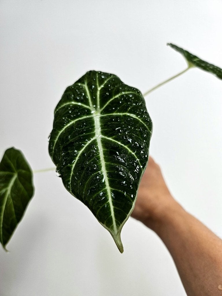 Alocasia Black Velvet #1, Autres espèces, En pot, Enlèvement ou Envoi, Moins de 100 cm
