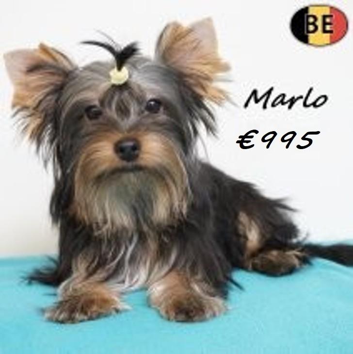 Marlo, Yorkshire Terrier – klein, levendig en vol karakter, Dieren en Toebehoren, België, 15 weken tot 1 jaar, Eén hond, Parvo