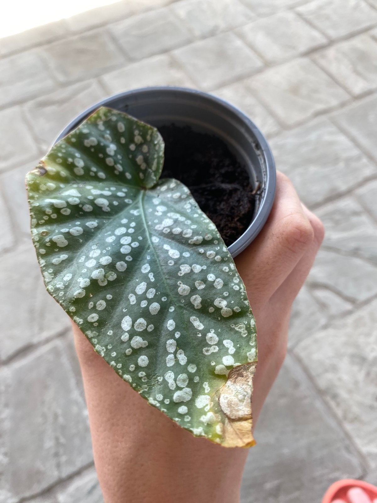Begonia maculata, Enlèvement