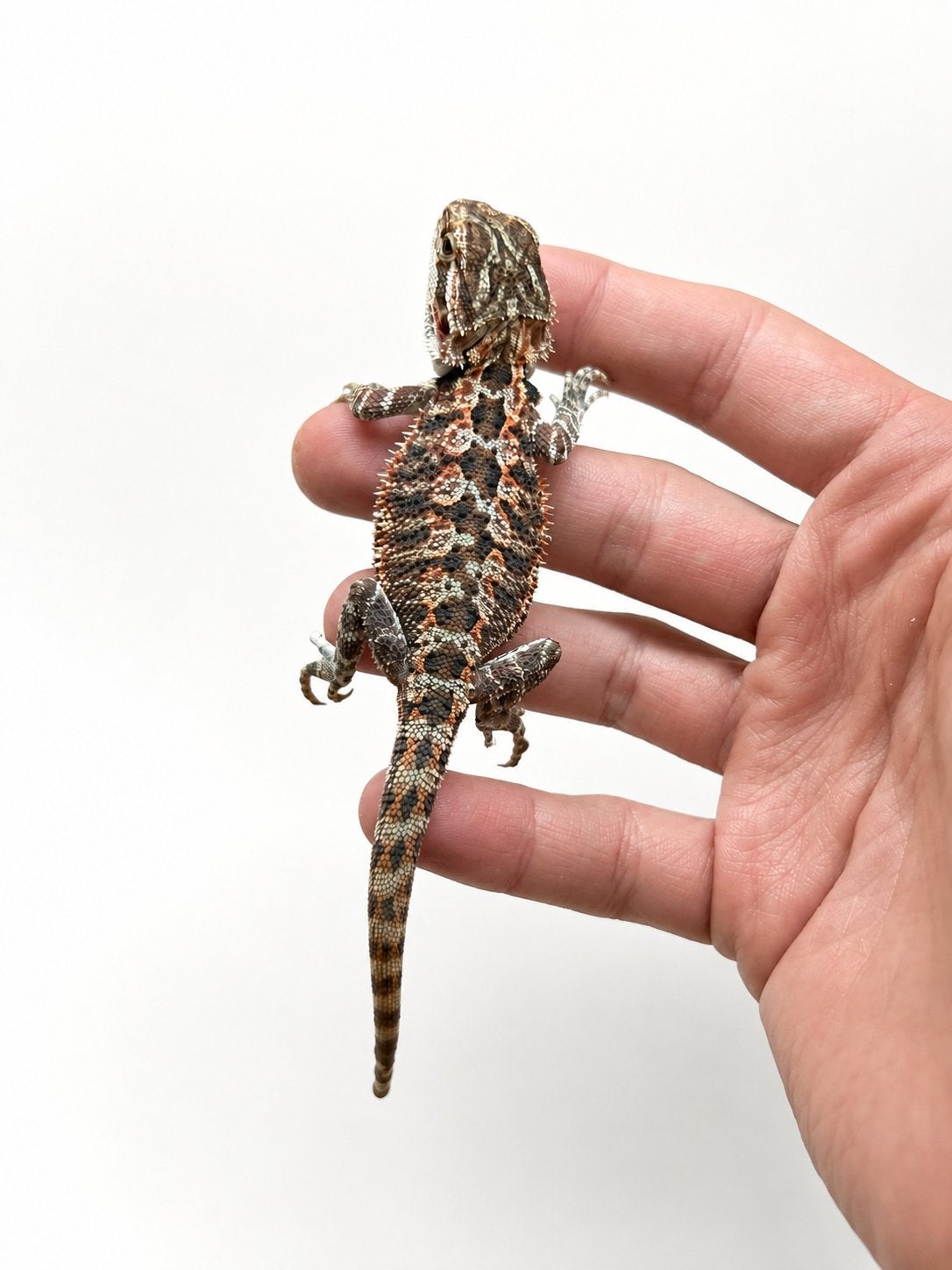 BABY baardagaam Red orange hypo trans, Dieren en Toebehoren, Reptielen en Amfibieën, Hagedis, Tam, 0 tot 2 jaar