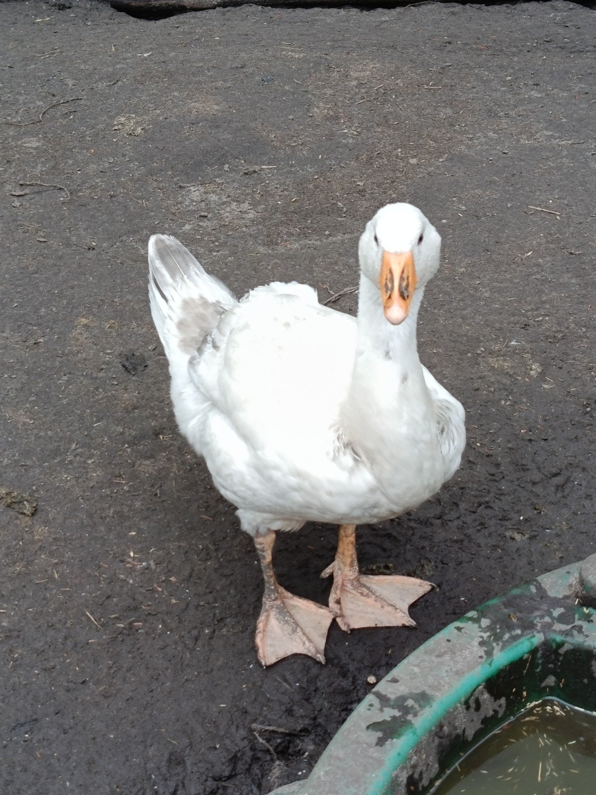 Jonge ganzen te koop, Meerdere dieren, Gans of Zwaan