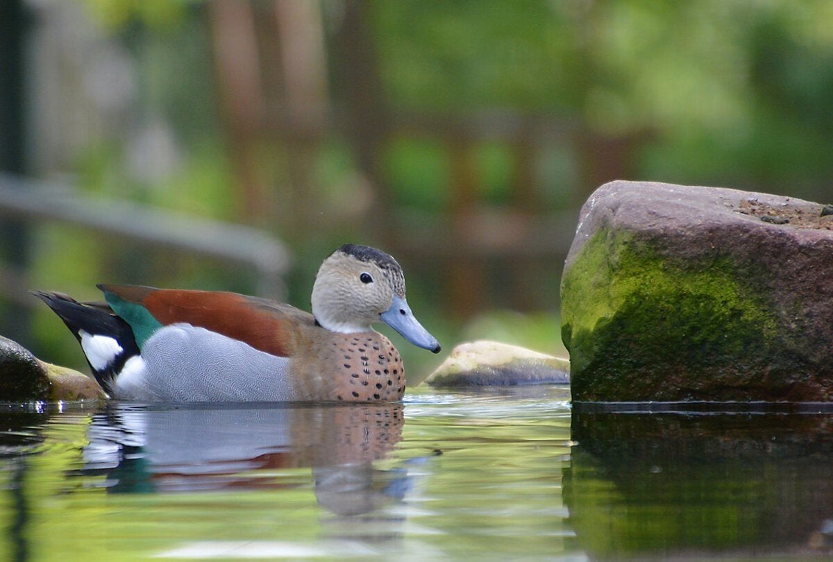 Mandarijneend en Roodschoudertalingen, Animaux & Accessoires, Plusieurs animaux, Canard