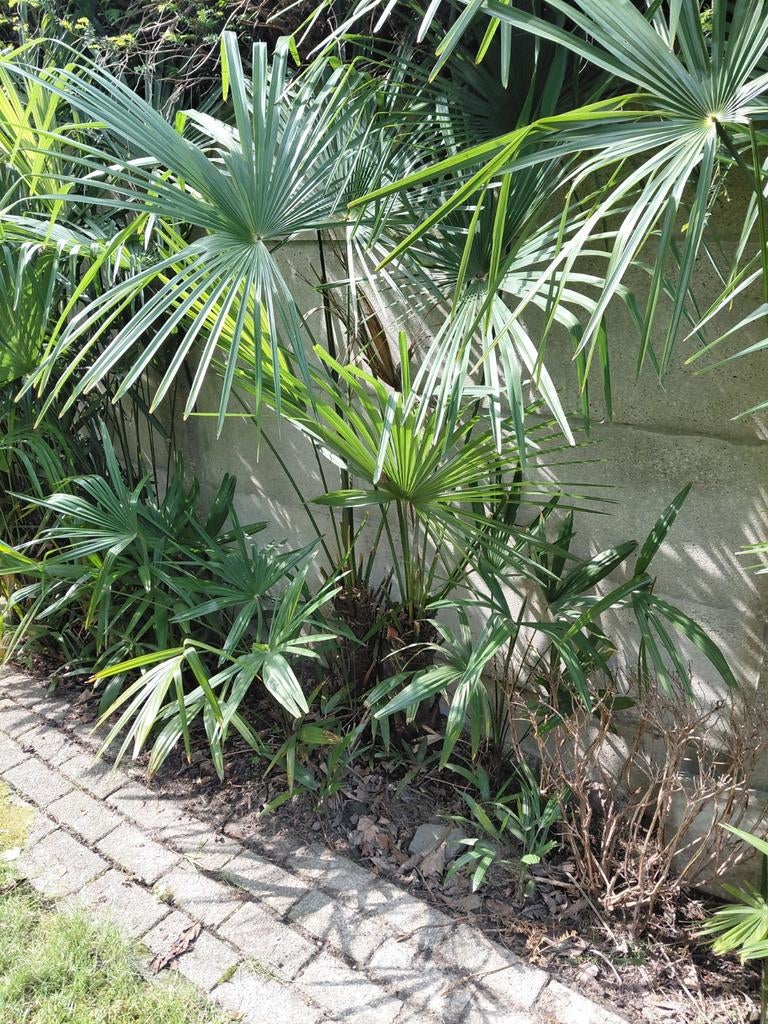Trachycarpus fortunei palmboom Stam 50 cm, Tuin en Terras, Ophalen