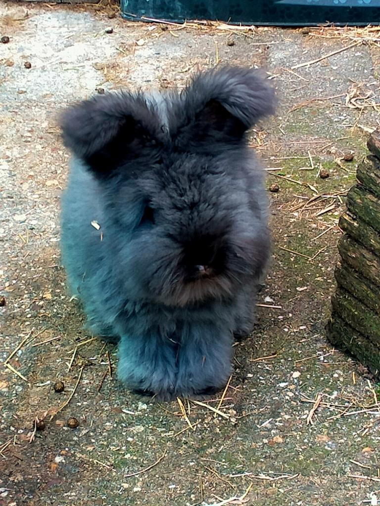Engelse angora konijn, Dieren en Toebehoren