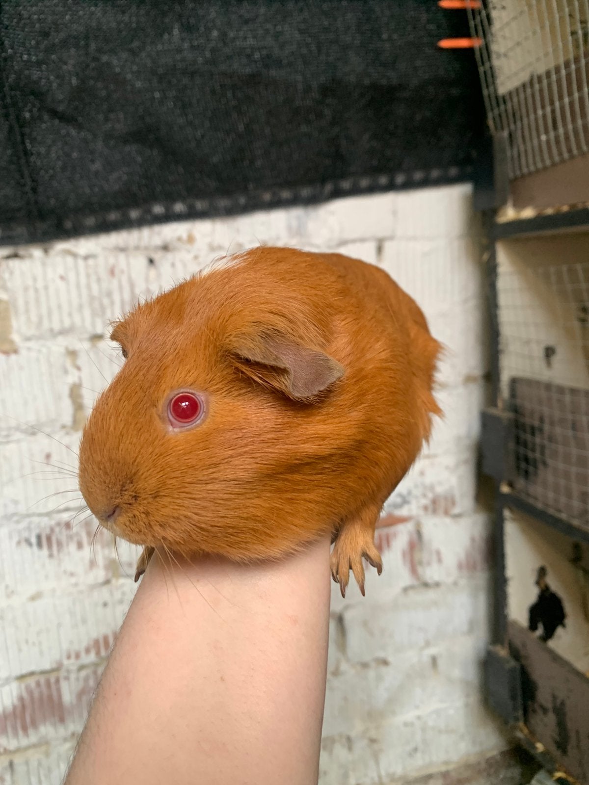 Deze schatten mogen naar een nieuwe thuis wegens stopzetting, Cavia, Januari, Meerdere dieren, Tam