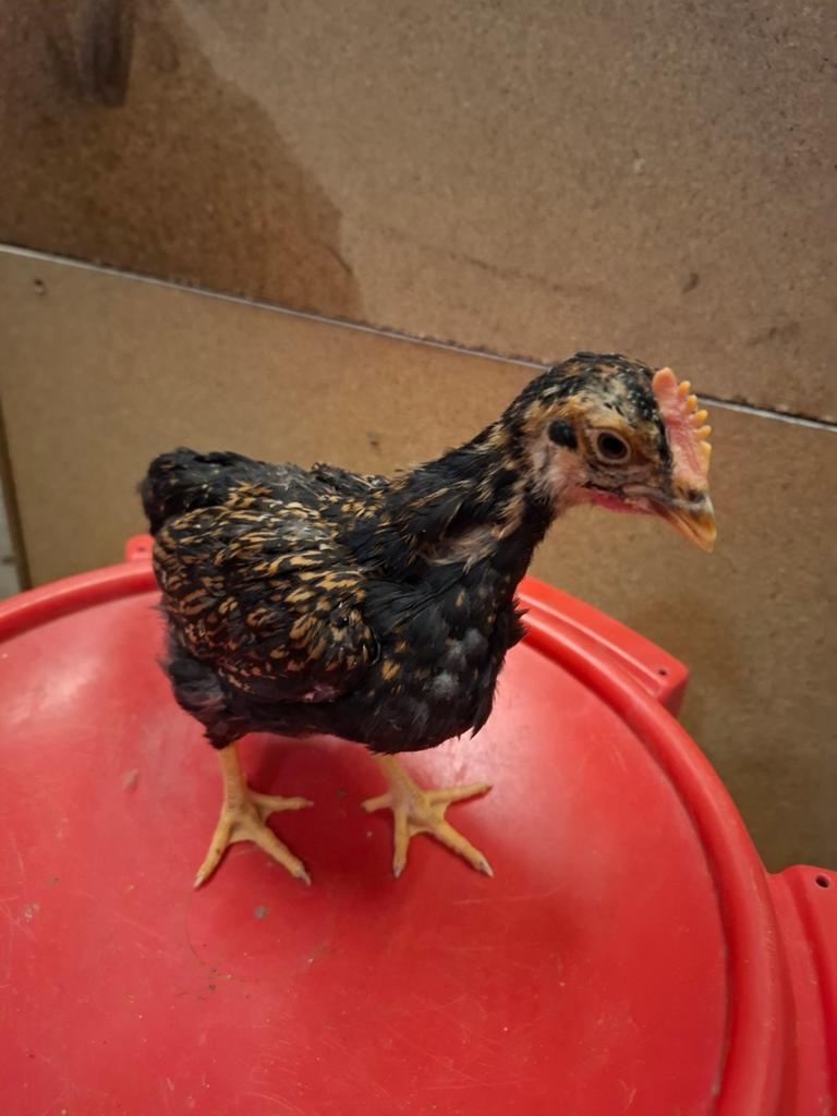 Barnevelder Kriel Dubbelgezoomd haan, Dieren en Toebehoren
