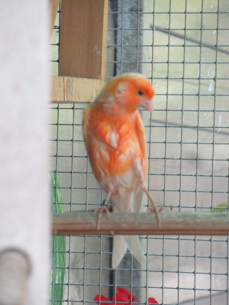 kanarie, Dieren en Toebehoren, Mannelijk, Bastaard