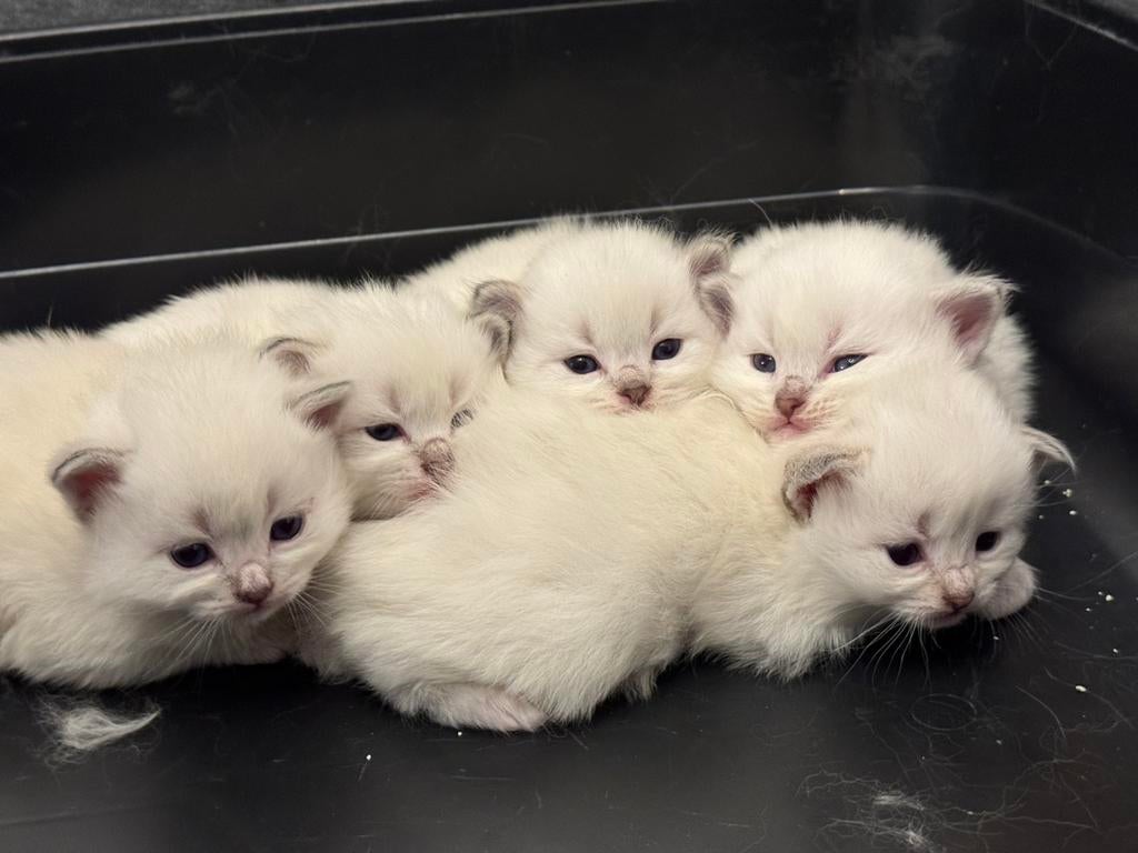 Neva Masquerade kittens te koop, Dieren en Toebehoren, Meerdere dieren, Met stamboom, 0 tot 2 jaar