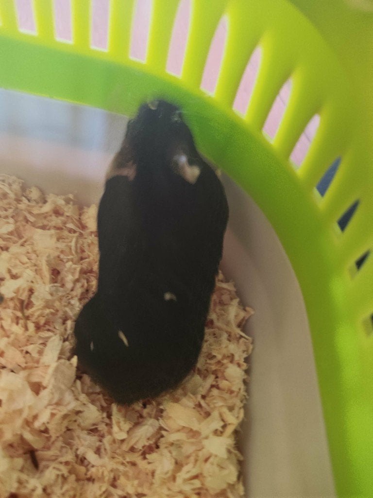 Hamters te koop met mooie grote kooi, Dieren en Toebehoren, Knaagdieren, Januari, Hamster, Tam