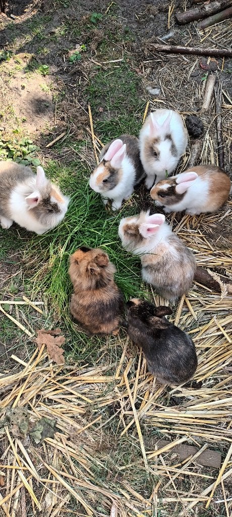Dwergkonijntjes, Meerdere dieren, Klein, 0 tot 2 jaar