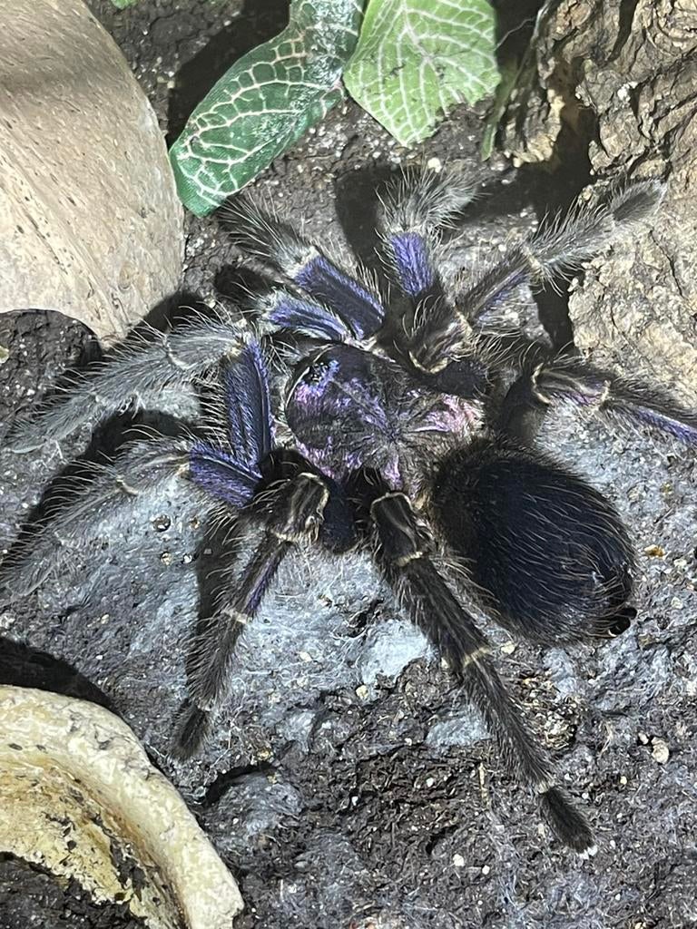 Phormictopus sp. Dominican Purple 8cm (vogelspin), Dieren en Toebehoren, Spin of Schorpioen