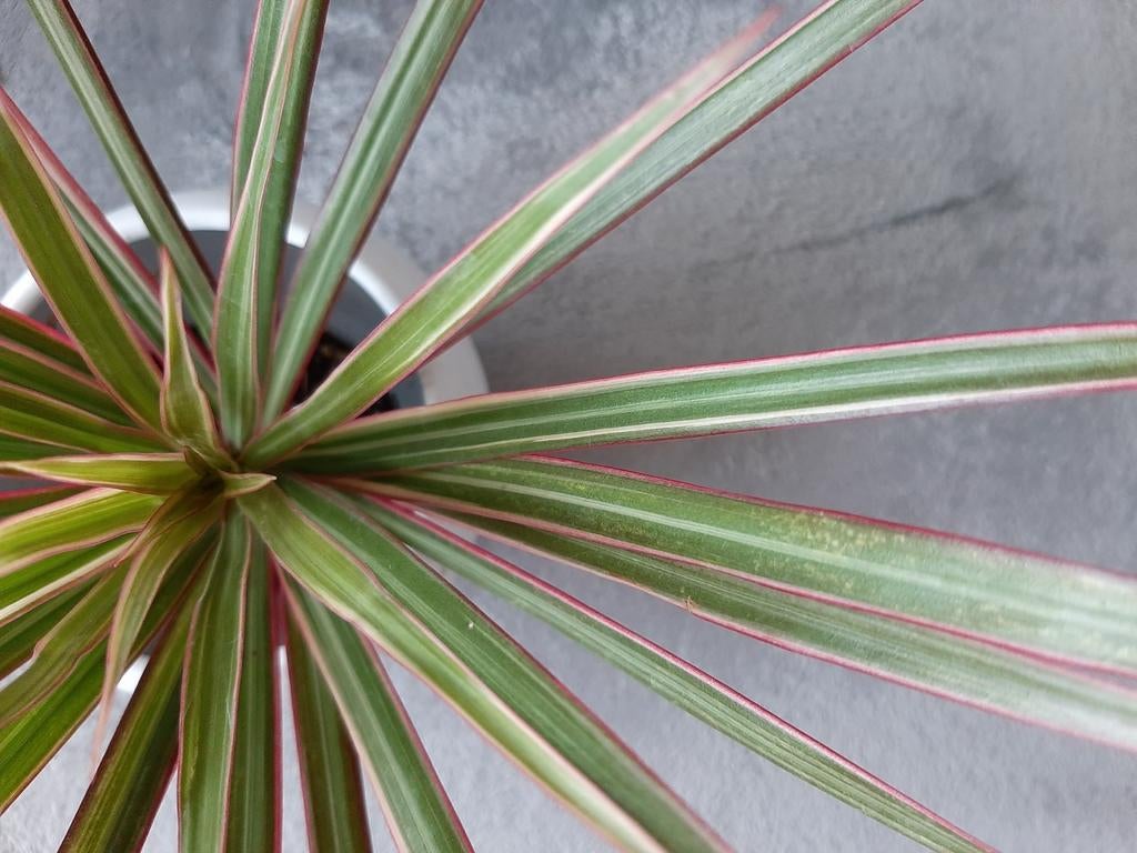 Dracena (sans le cache pot), Enlèvement ou Envoi