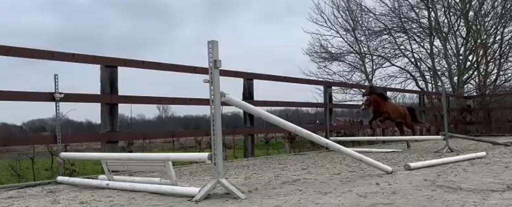 3 jarige Welsh merrie te koop, Jument, Débourré, Avec pedigree, 3 à 6 ans