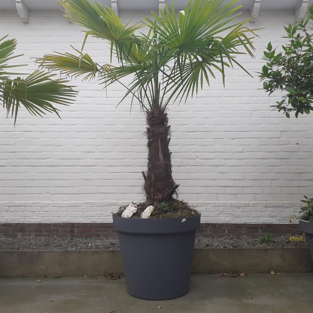 Palmboom Trachycarpus Fortunei, Autres espèces, Ne fleurit pas, Plein soleil, Enlèvement
