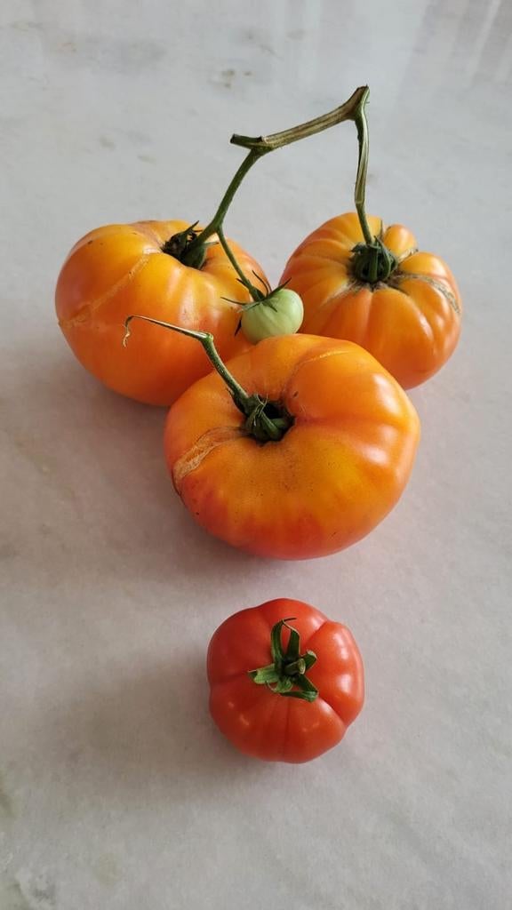 Bio tomaten zaden (10 stuks voor 1 euro), Tuin en Terras, Ophalen of Verzenden