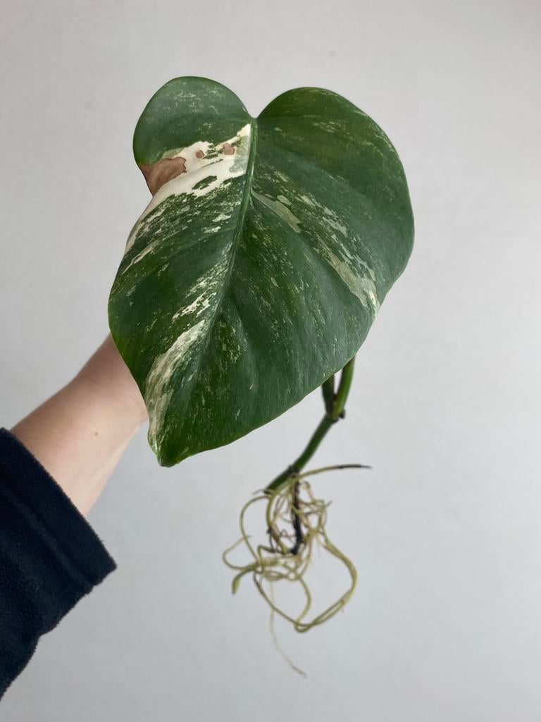 Monstera albo deliciosa #3, Huis en Inrichting, Kamerplanten, Ophalen of Verzenden