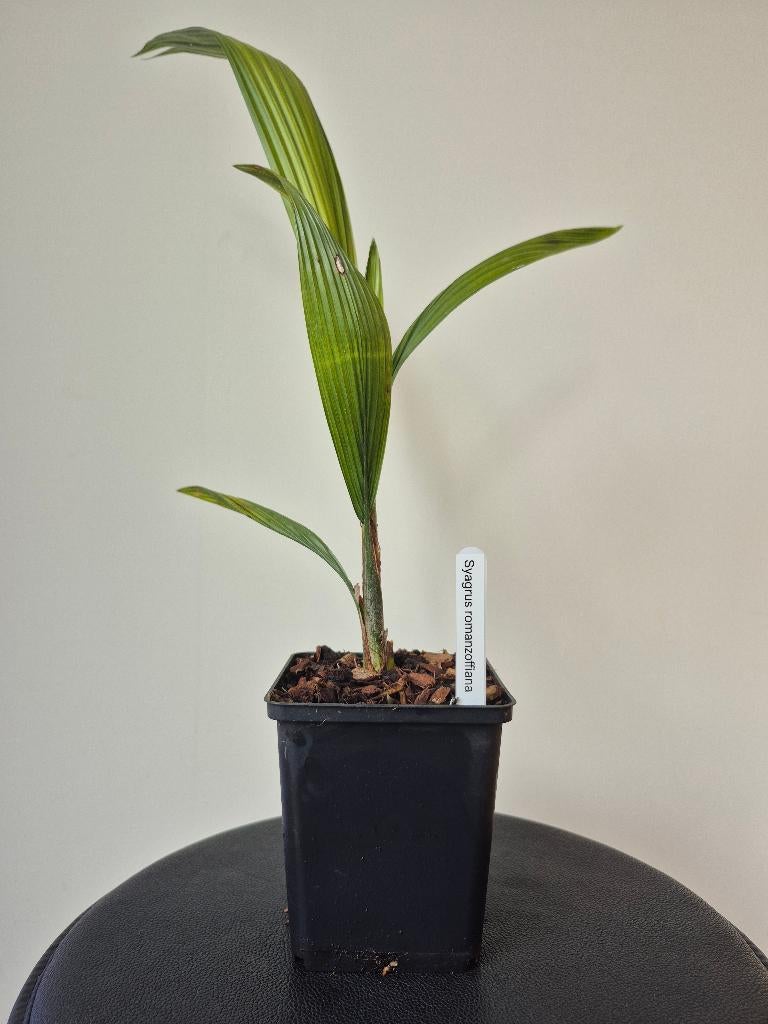Syagrus romanzoffiana, Ophalen of Verzenden, Vaste plant, Volle zon