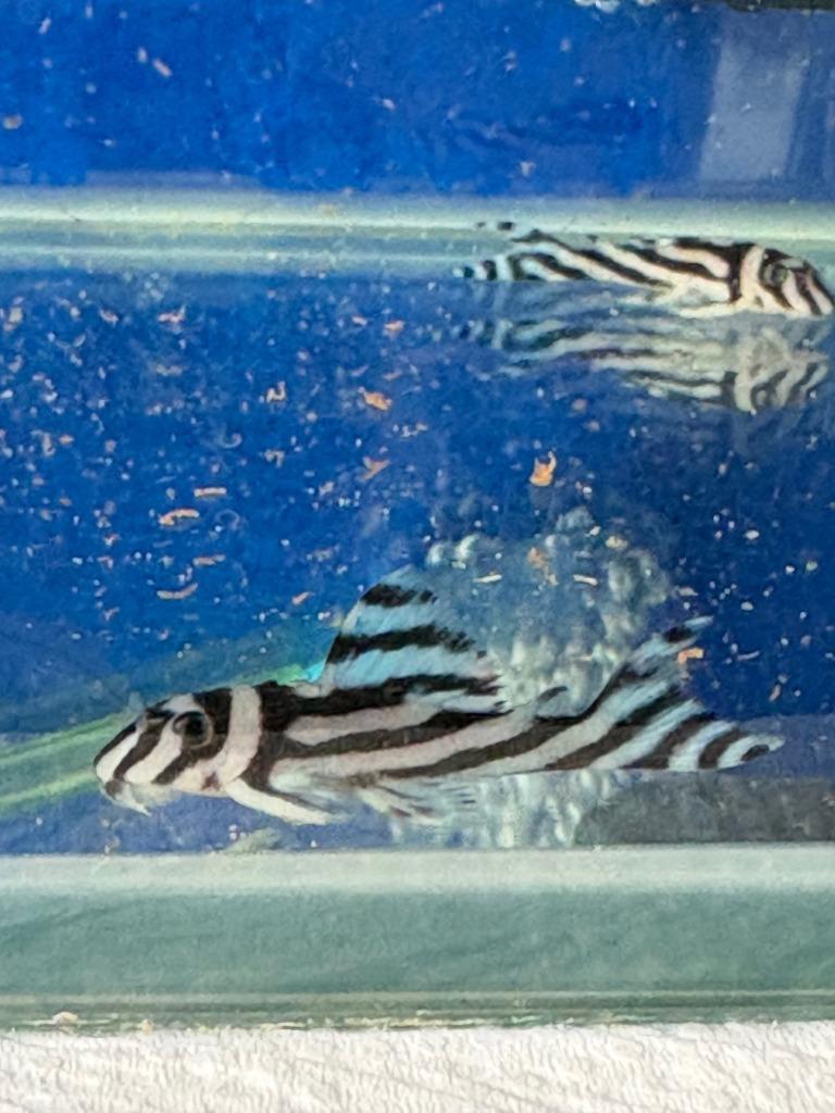 hypancistrus zebra 3cm, Dieren en Toebehoren, Overige Dieren-accessoires, Nieuw, Ophalen of Verzenden
