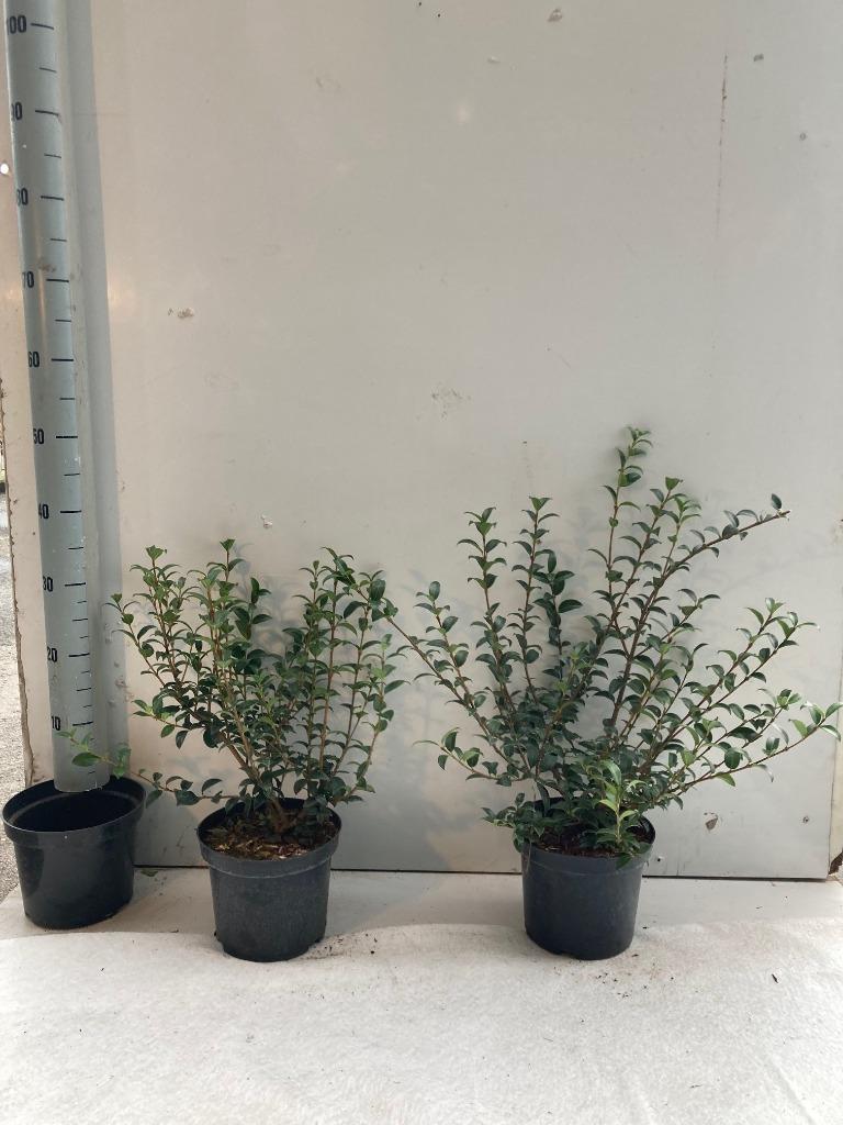 Osmanthus buirkwoodii. niet beschikbaar, Tuin en Terras, Ophalen