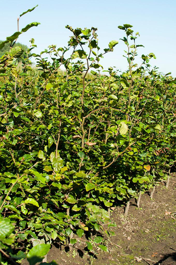 Groene beuk, beukenhaag, haagplanten, Fagus sylvatica, Ophalen, Beukenhaag, Haag