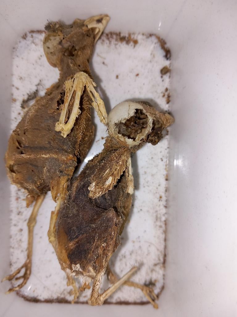 Skelet vogel -> 3€/stuk, Ophalen of Verzenden