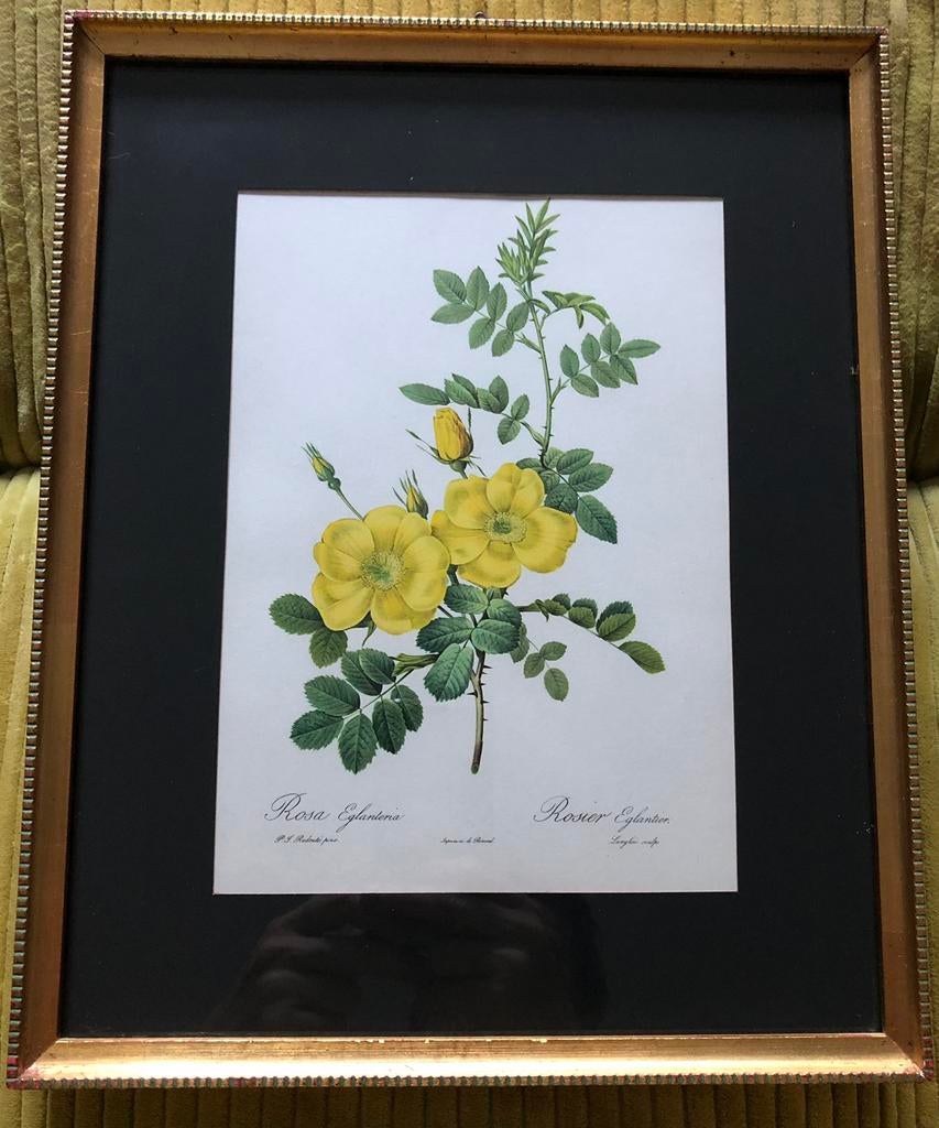 Kader 25/31 oude botanische rozen, Antiek en Kunst, Ophalen of Verzenden