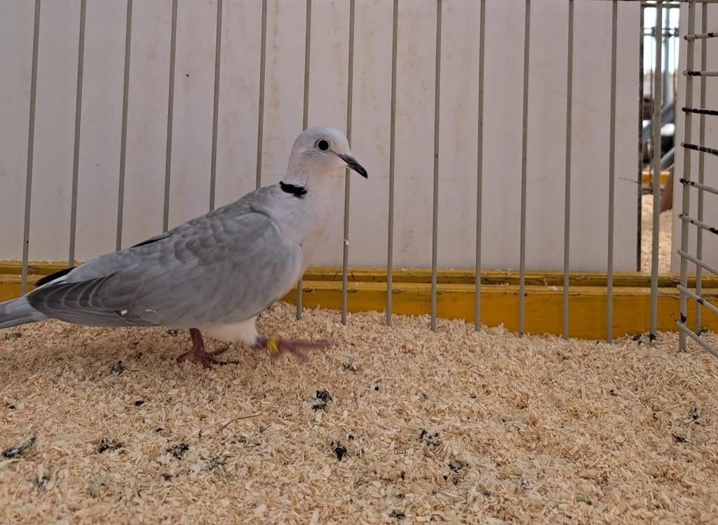 Mooie Lachduifjes, Plusieurs animaux, Tourterelle