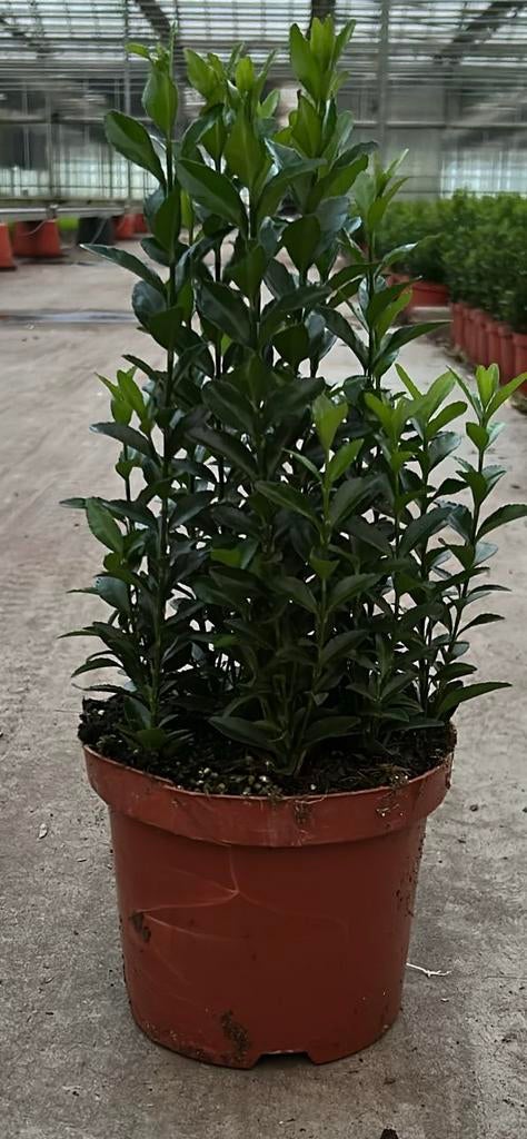 Euonymus japonicus 'Green Spire', Hagen en sierheesters, Tuin en Terras, Ophalen