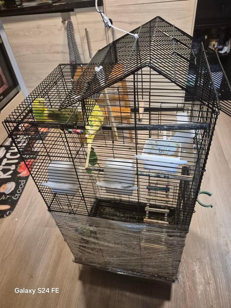 2 oiseaux perruche