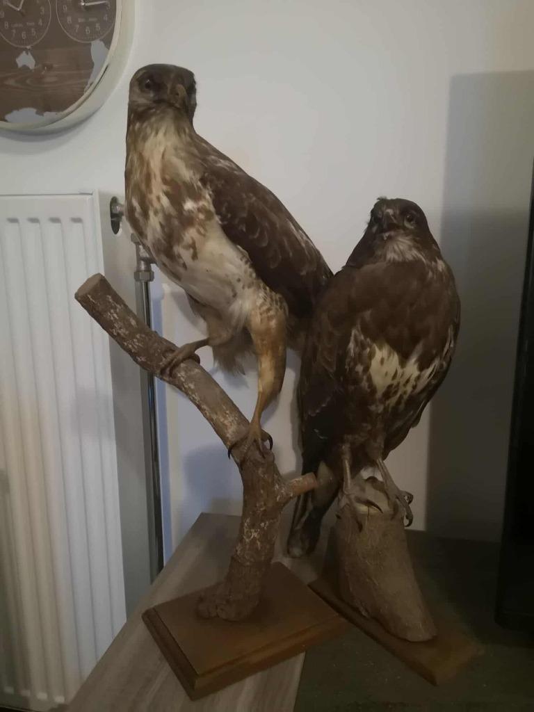 Supermooi koppel Buizerds., Verzamelen, Dierenverzamelingen, Ophalen of Verzenden, Nieuw, Vogel, Opgezet dier