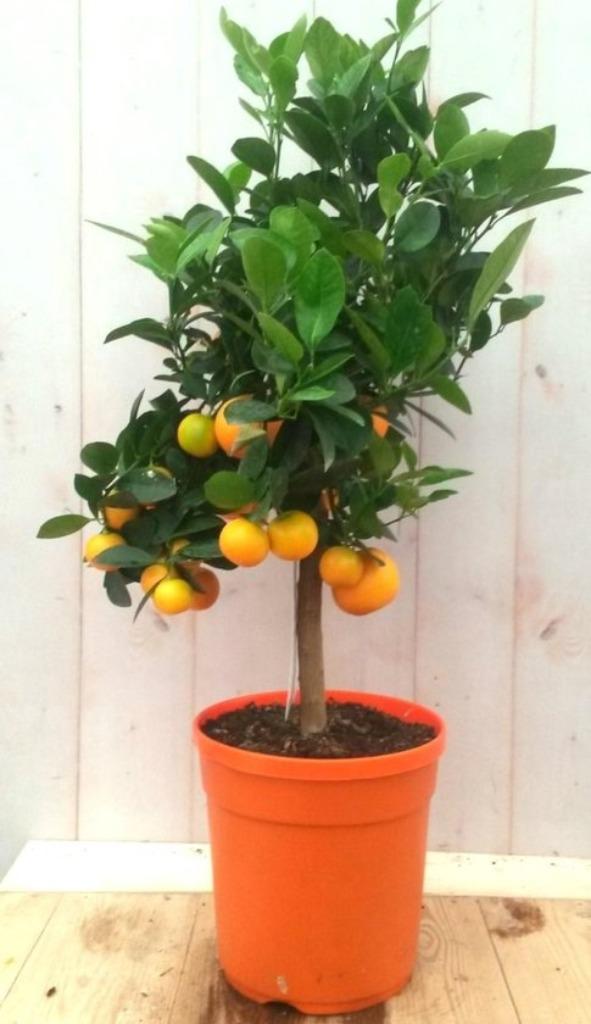 de très jolis MANDARINIERS, greffés! en pot, 60/+ cms 22€/pc, Enlèvement ou Envoi, Printemps, Plante fixe, Plein soleil