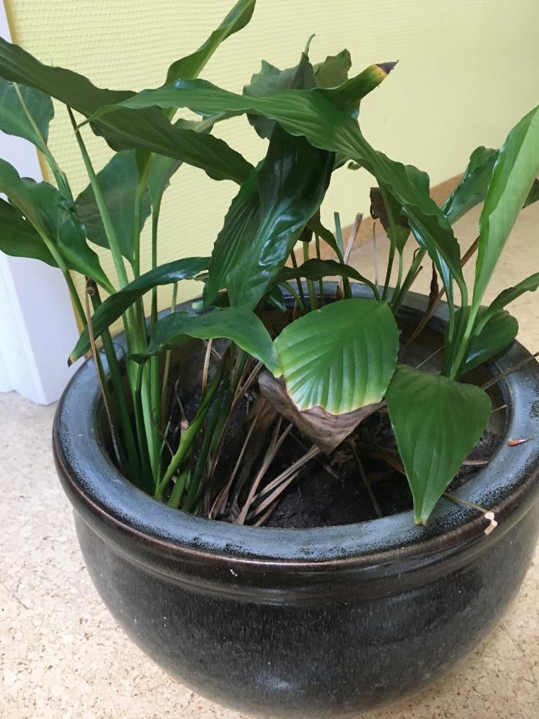 Spathiphyllum Lepelplant in geglazuurde pot, Huis en Inrichting, Kamerplanten, Overige soorten, In pot, Minder dan 100 cm, Bloeiende kamerplant