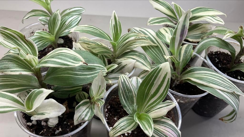 Tradescantia, Enlèvement ou Envoi