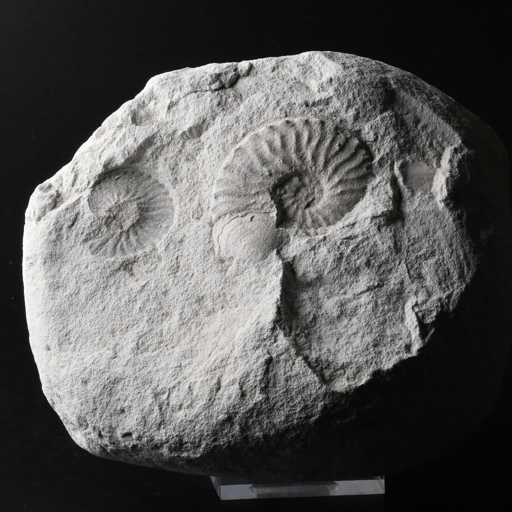 Ammoniet Wimereux Frankrijk Schloenbachia Fossiel, Ophalen of Verzenden, Fossiel