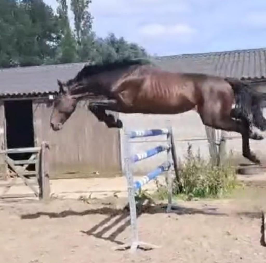 Paarden te koop, Dieren en Toebehoren, Springpaard, Met stamboom, M, 170 tot 175 cm