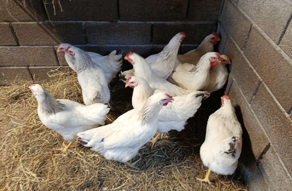 ruim aanbod sussex legkippen, Dieren en Toebehoren, Pluimvee, Kip