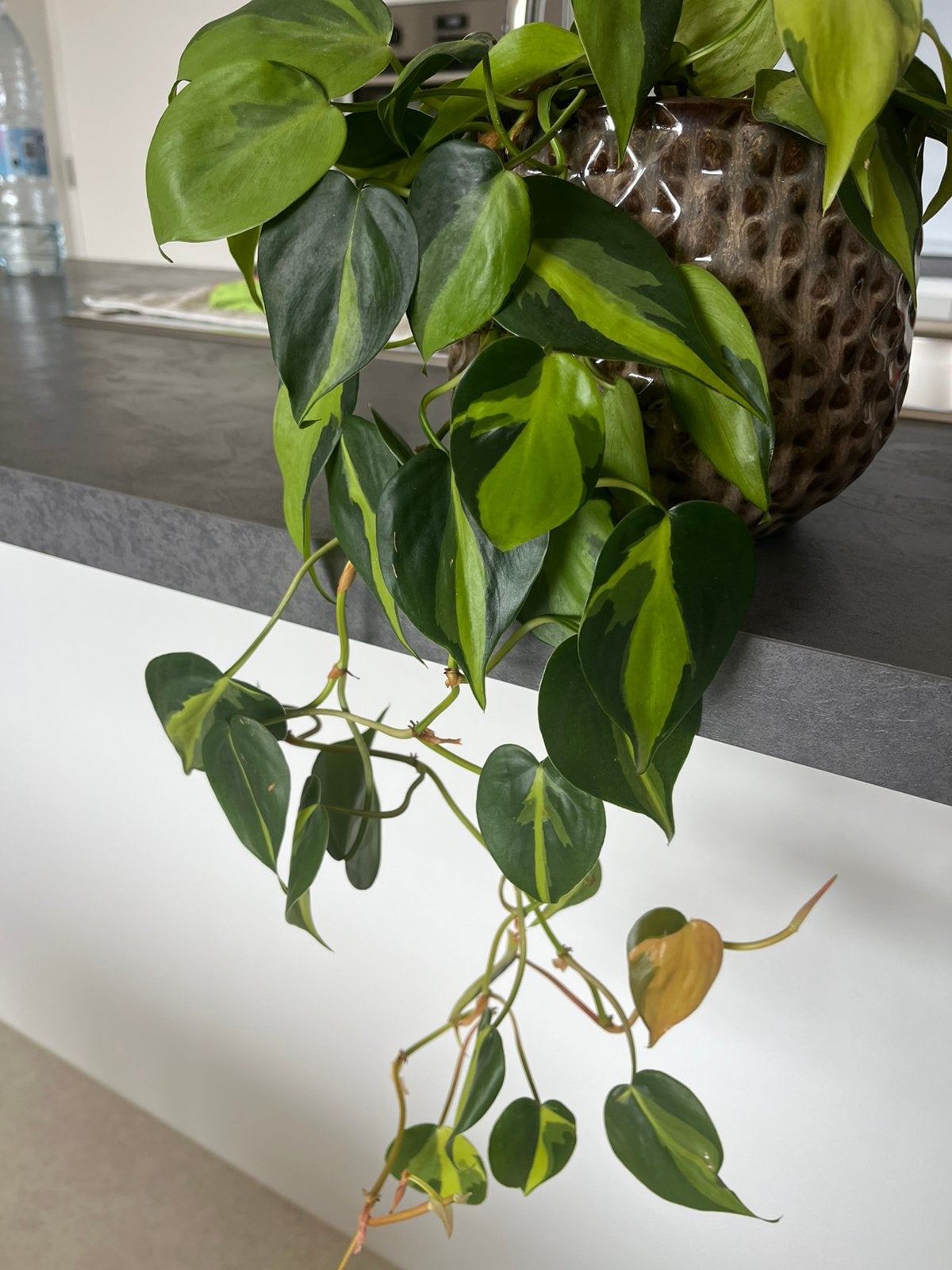 Plante suspendue à vendre 7,00€, Enlèvement