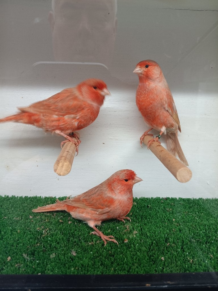 KANARIE ROOD ISABEL, Dieren en Toebehoren