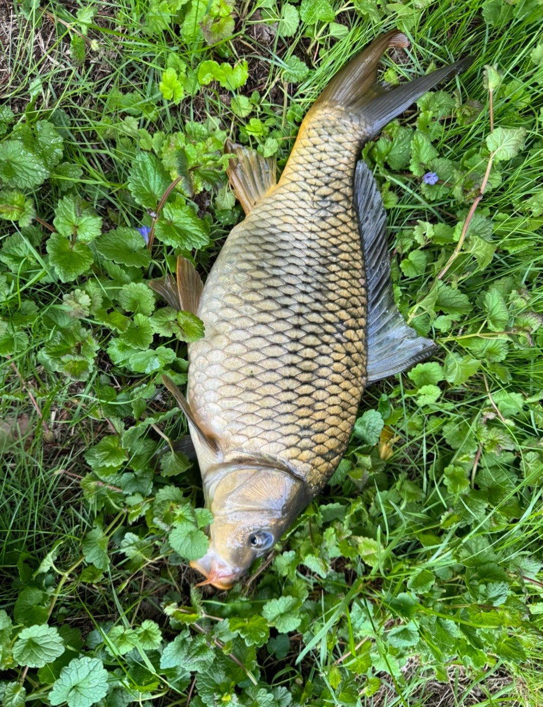 mooi schubkarpertje, Dieren en Toebehoren, Karper of Koi