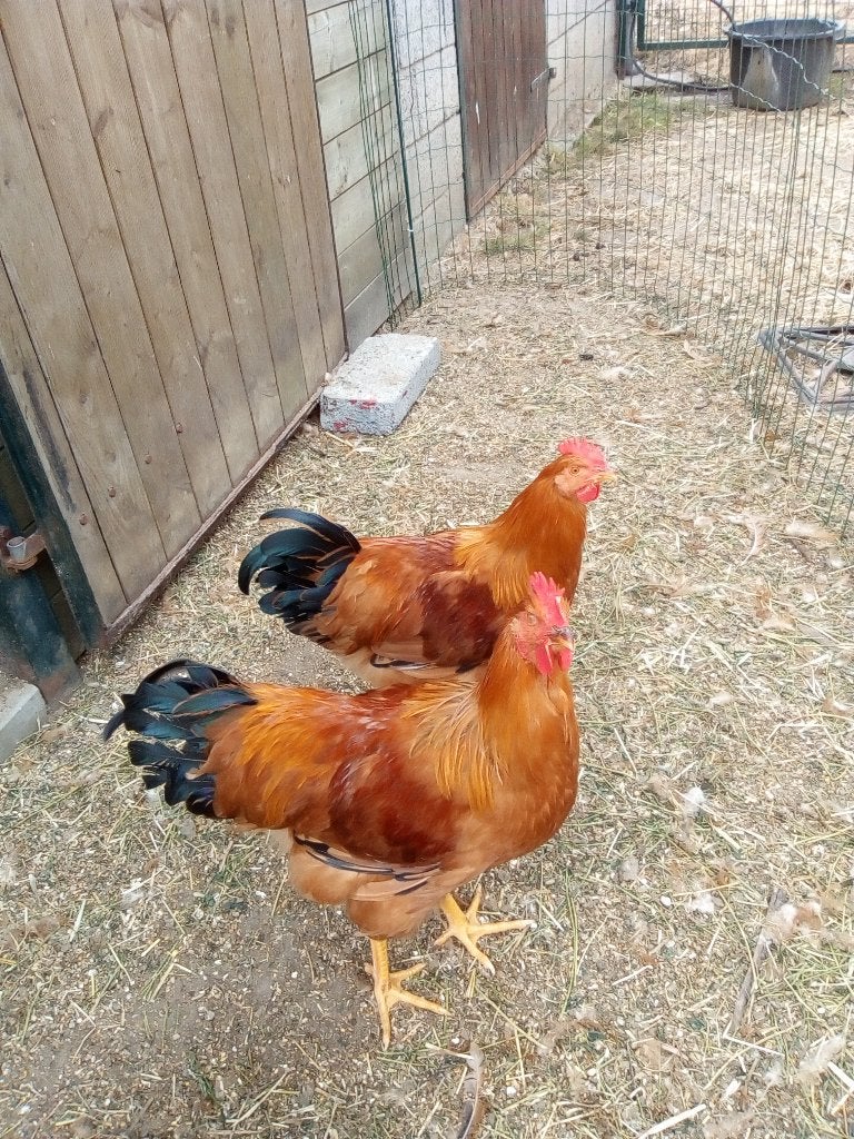 new hampshire hanen, Mâle, Poule ou poulet