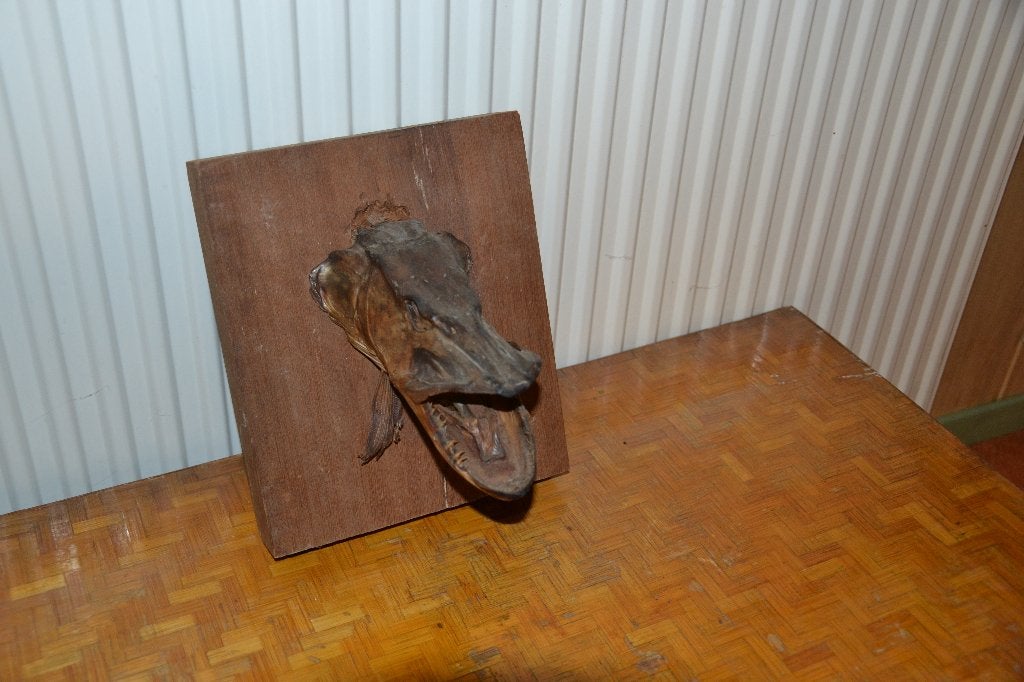 Taxidermie VIS, Enlèvement